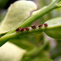 Aphids