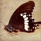 Eastern Black Swallowtail