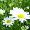 Daisy