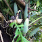 Monstera Deliciosa, Mano de León