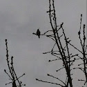 Anna's Hummingbird