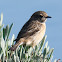 Stonechat; Tarabilla Común