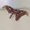 Atlas Moth