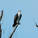 Osprey