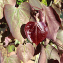Forest Pansy Redbud