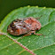 Red cedar spittlebug