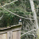 Acorn Woodpecker