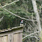 Acorn Woodpecker