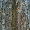 Loblolly Pine