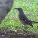Northern Mockingbird