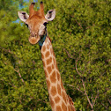 South African Giraffe
