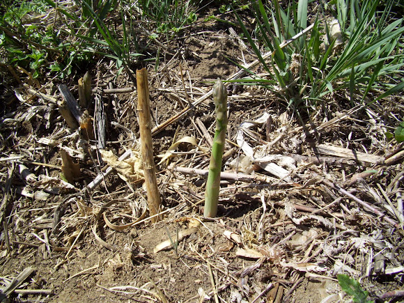 Spotting Image 1