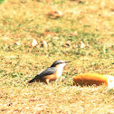Eurasian Nuthatch (Boomklever)