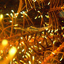 Crinoid Shrimp