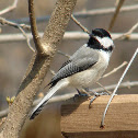 Carolina Chickadee