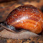 Forest Snail