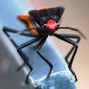 4-Coloured Milk Vine Bug