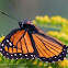 Viceroy