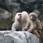 Hamadryas Baboons