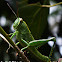 Grass hopper