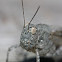 Band-winged Grasshopper