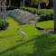 White Ibis