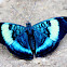Prola Beauty