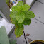 Mint