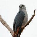 Milano plomizo (Plumbeous kite)