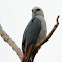 Milano plomizo (Plumbeous kite)