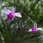 Orquídea (Orchid)