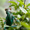 Panther Chameleon