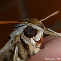 Vine Hawk-Moth