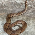 Southern Copperhead