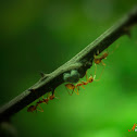 Weaver Ants