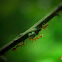 Weaver Ants