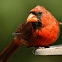 Northern Cardinal