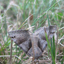 Forage Looper