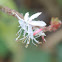 Gaura