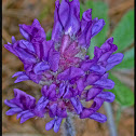 Nashville Breadroot