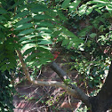 Cardinal