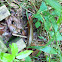 Broad headed skink