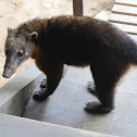 South American Coati
