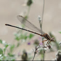 Damselfly