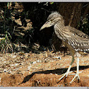 Night Heron(Juvenile)