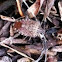Brown Marmorated stink bug