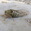 Cicada