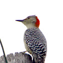 Red-Bellied woodpecker