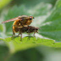 Yellow dung fly