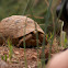 spur-thighed tortoise